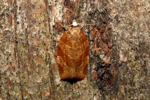 Réf. 188 329 : Pandemis cinnamomeana